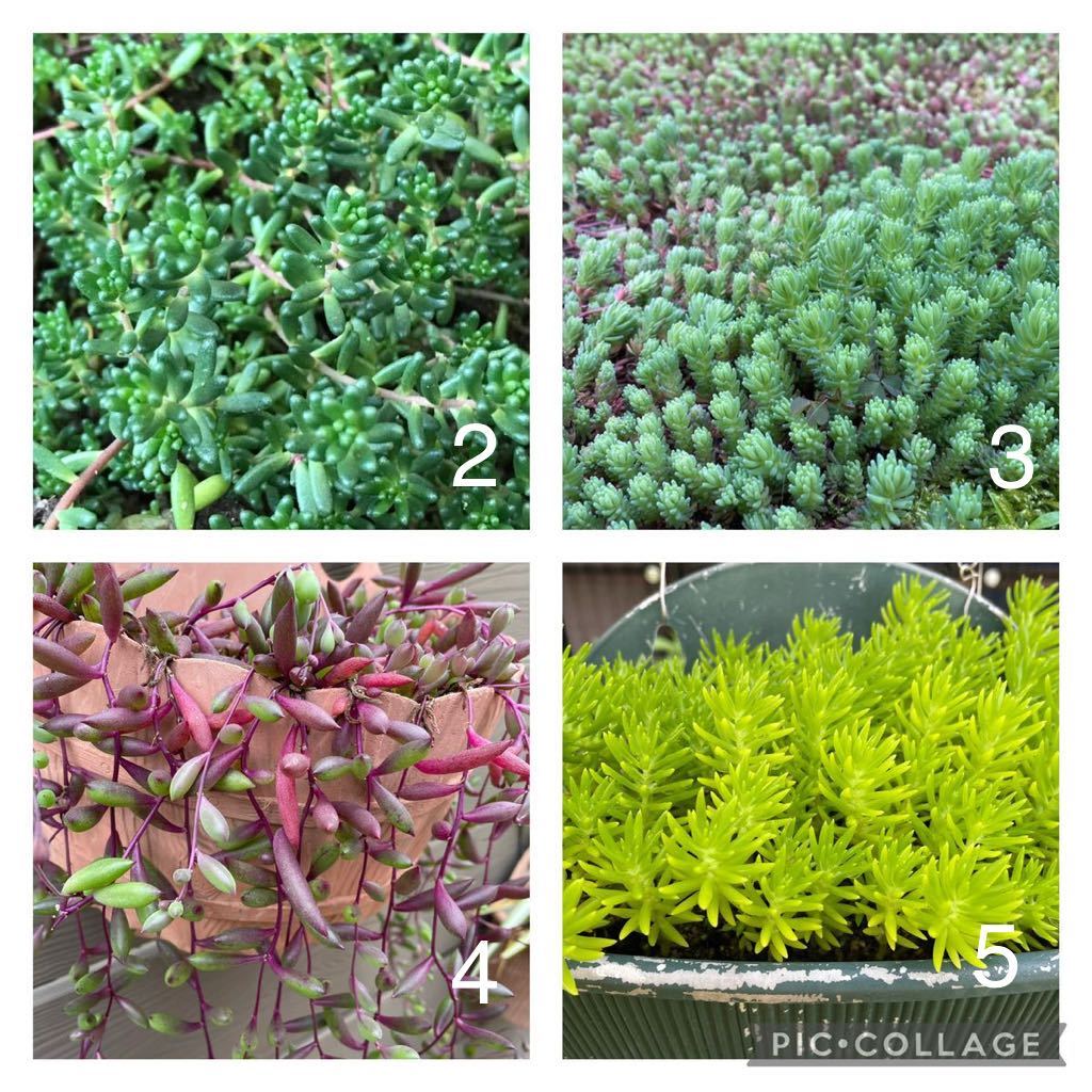 4種類 ルビーネックレス ゴールドビューティー ヒスパニクム コーラルカーペット セダム 多肉植物 カット苗 グランドカバー 苗 売買されたオークション情報 Yahooの商品情報をアーカイブ公開 オークファン Aucfan Com 4種類 ルビーネックレス ゴールドビューティー ヒスパニクム コーラルカーペット セダム 多肉植物 カット苗 グランドカバー 苗 売買されたオークション情報 Yahooの商品情報をアーカイブ公開 オークファン Aucfan Com