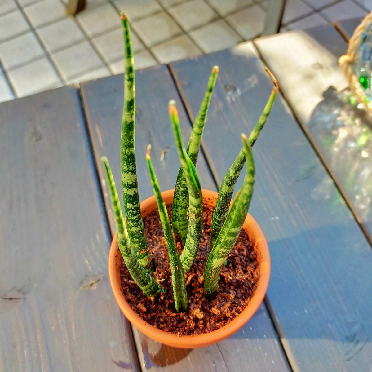 決算特価商品 サンスベリア ハイブリッド 抜き苗発送 観葉植物 苗 植物 観葉植物 インテリア 住まい 小物 9 000 Jkkniu Edu 決算特価商品 サンスベリア ハイブリッド 抜き苗発送 観葉植物 苗 植物 観葉植物 インテリア 住まい 小物 9 000 Jkkniu Edu