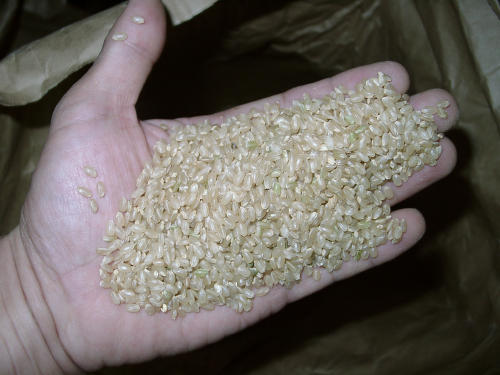 令和３年産新米 コシヒカリ玄米24kg (8kg×3袋) 分搗き精米対応 産直 条件付き送料無料_画像2