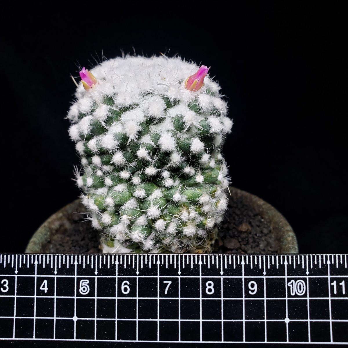 貴重 マミラリア “雪童子” (カキ仔) Mammillaria “Yukidouji 貴重 マミラリア “雪童子” (カキ仔) Mammillaria “Yukidouji