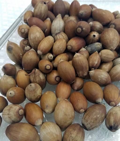 どんぐり 団栗 acorn 約200g 平成27年採取 自然乾燥保管_画像1