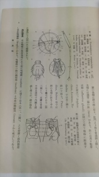 【輪虫類　腹毛類　岩波講座　生物学】　菊池健三　岩波書店　昭和6年_画像4