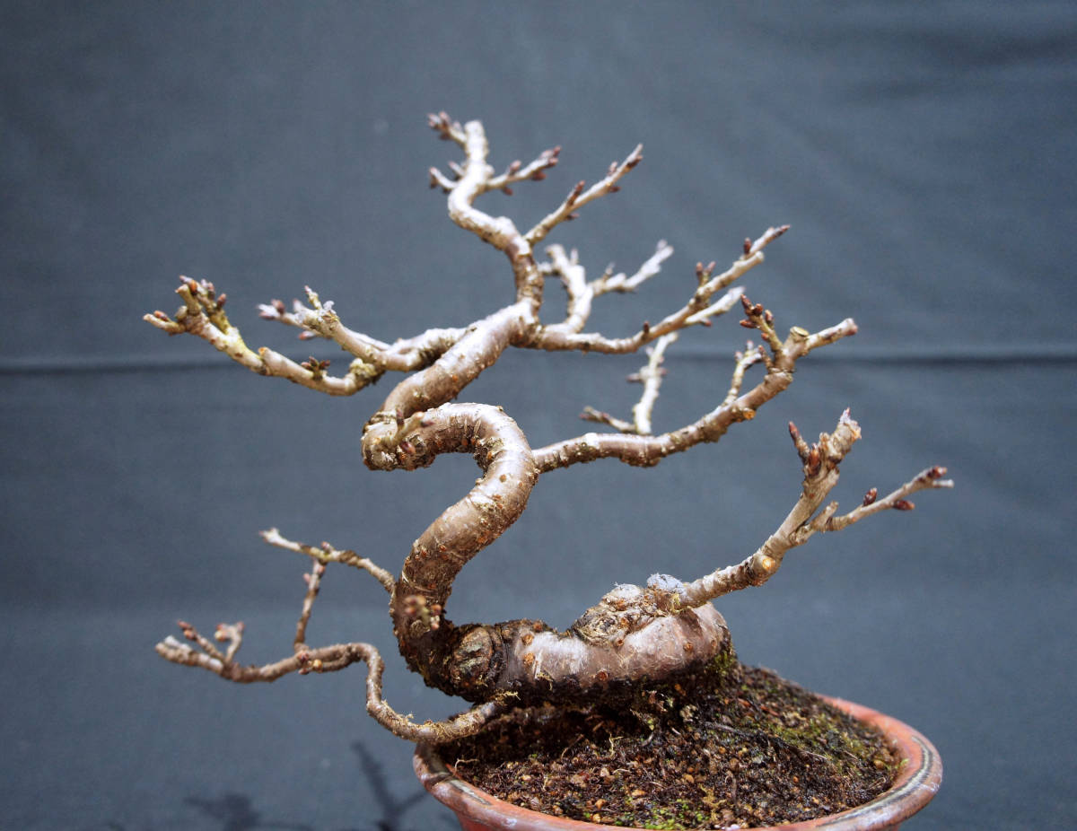 桜 十月桜 (ジュウガツザクラ / サクラ) 盆栽 奥行19cm 横幅29cm 桜 十月桜 (ジュウガツザクラ / サクラ) 盆栽 奥行19cm 横幅29cm