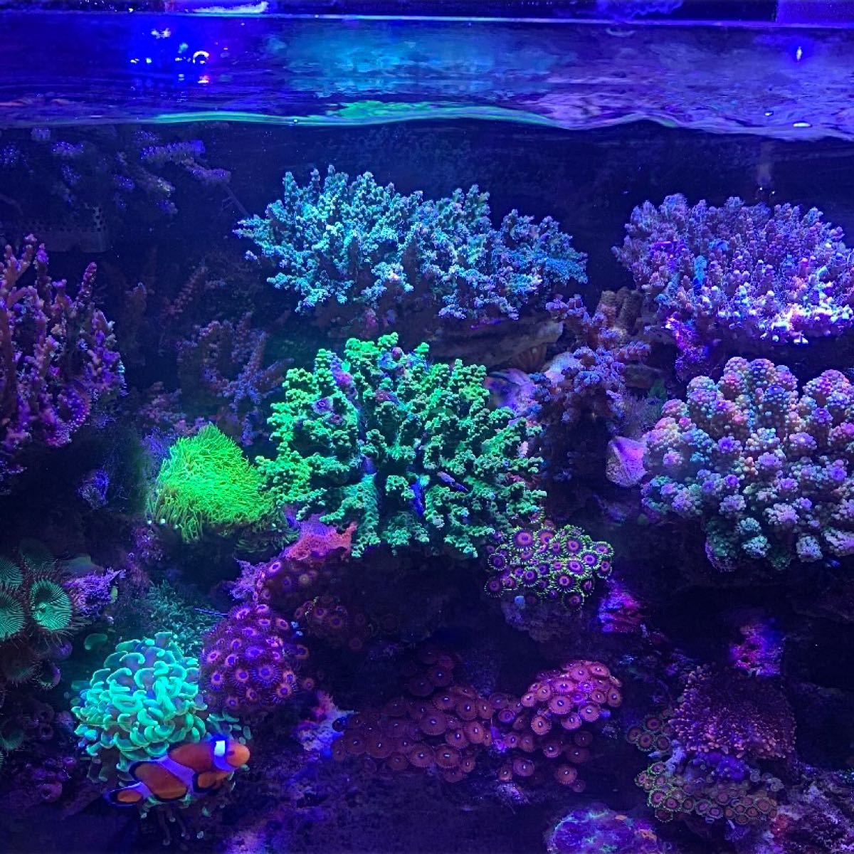 AB海水サンゴ水槽アクアリウムライト54w 高輝度プリズムLED AB海水サンゴ水槽アクアリウムライト54w 高輝度プリズムLED