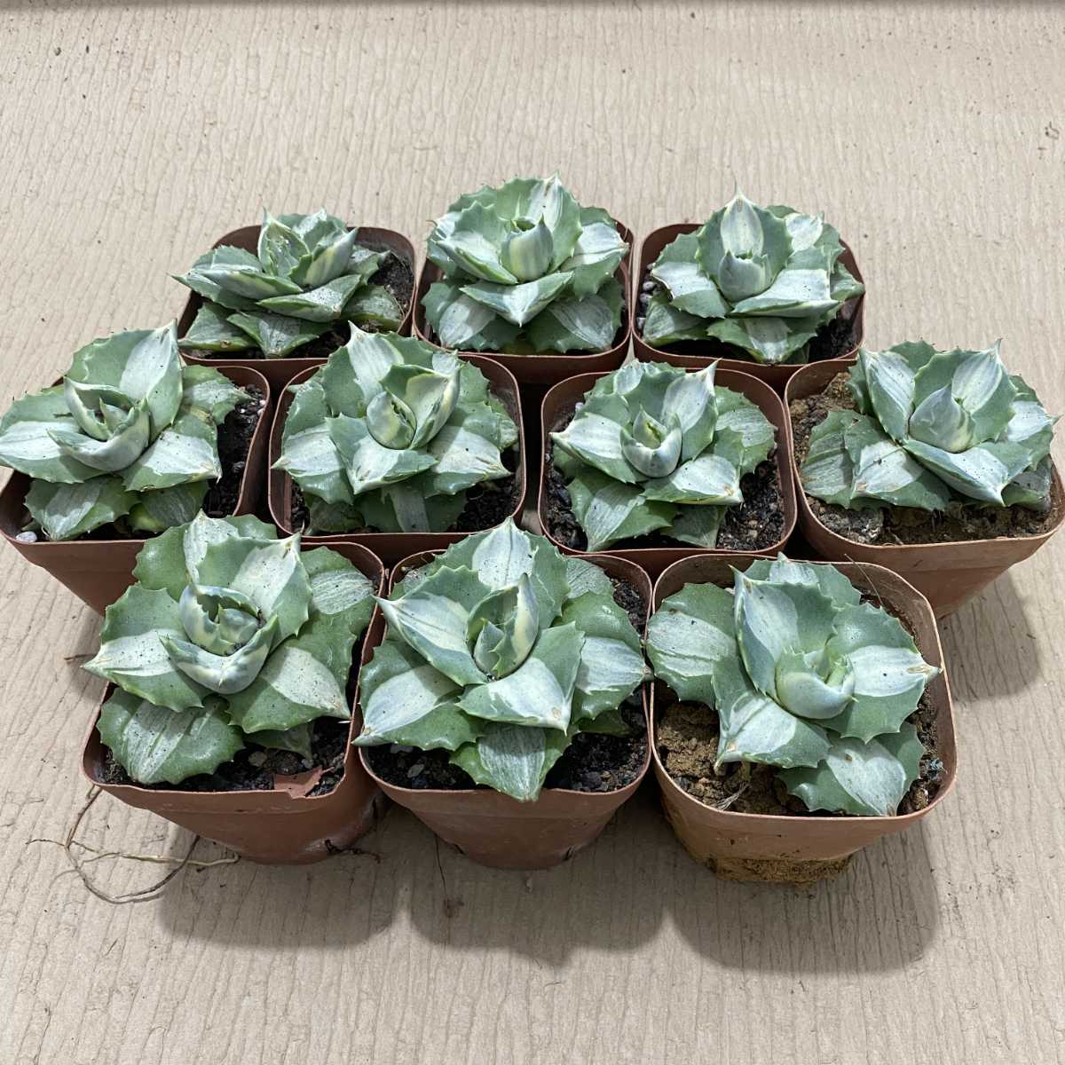 多肉植物 アガベ王妃雷神白中斑10株 美株 www.gastech.com.tr