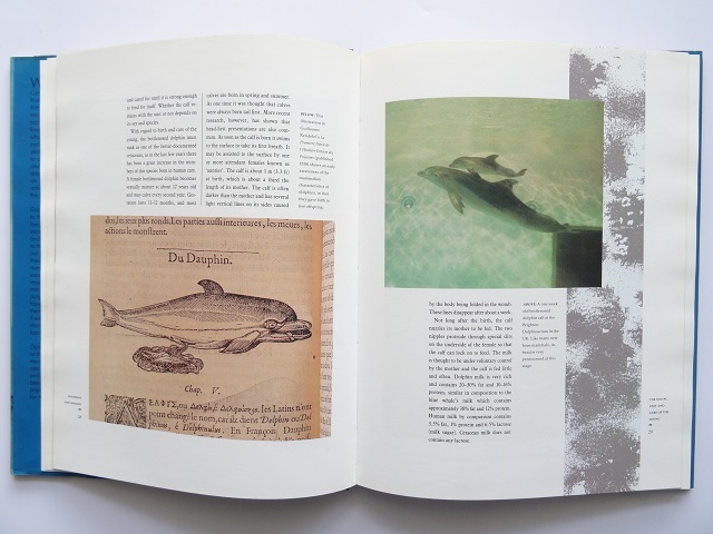 洋書◆イルカとクジラの写真集 本 鯨_画像3