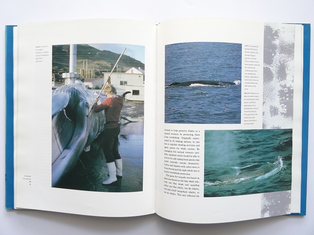 洋書◆イルカとクジラの写真集 本 鯨_画像7