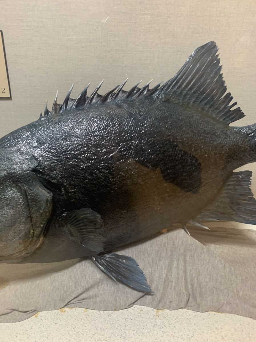 送料込み イシガキダイ イシダイ 口白 クチジロ 釣り 魚 剥製 | isn