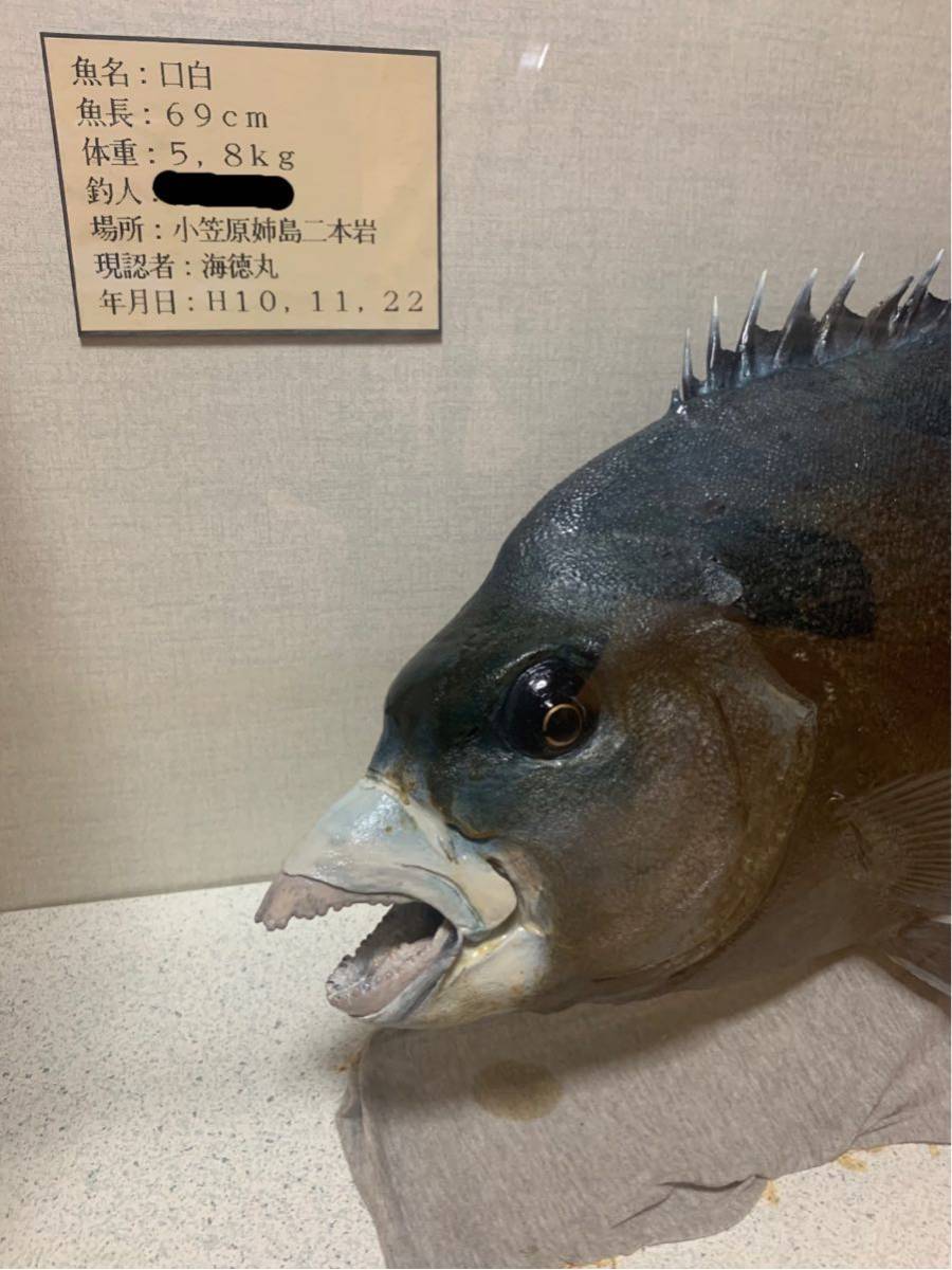 送料込み イシガキダイ イシダイ 口白 クチジロ 釣り 魚 剥製