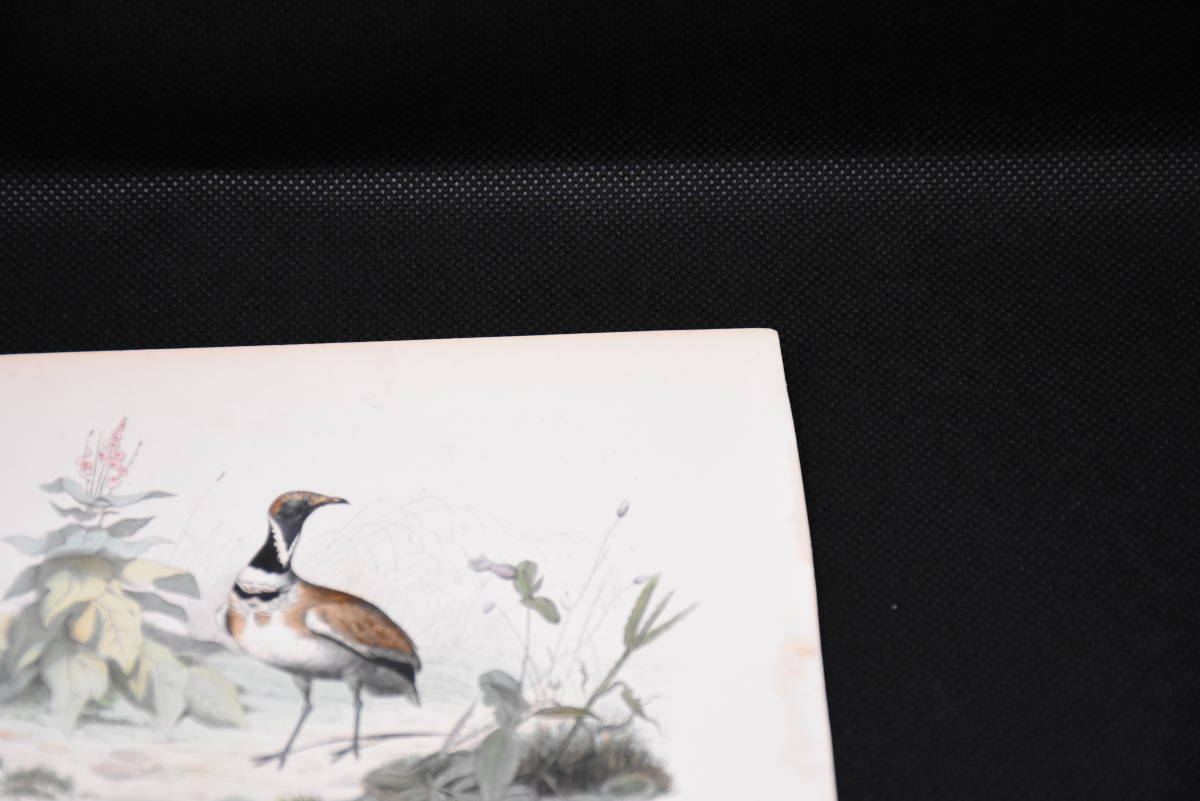 フランスアンティーク 博物画『鳥類25』 多色刷り石版画　ボタニカルアート_画像4