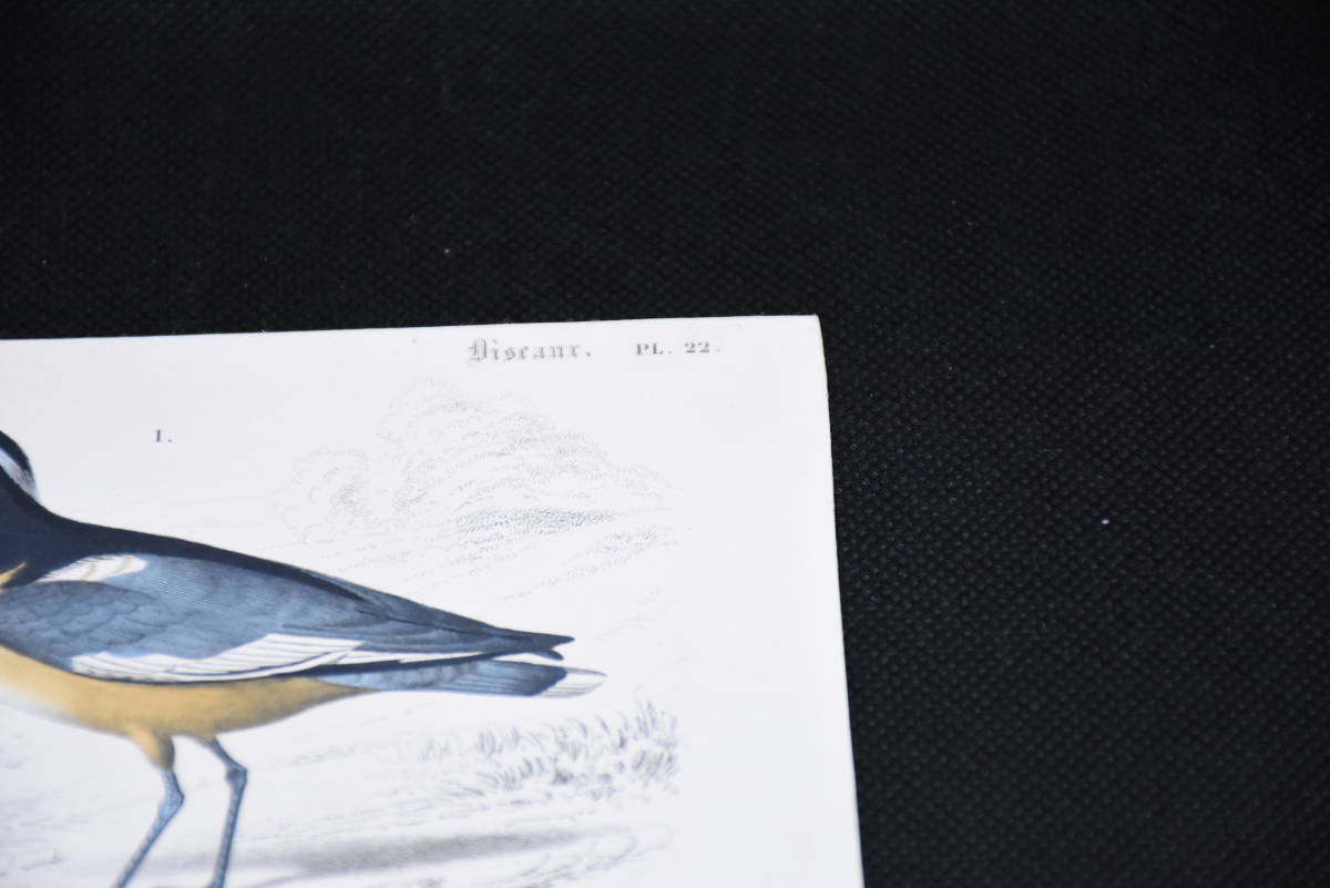 フランスアンティーク 博物画『鳥類45』 多色刷り石版画_画像4