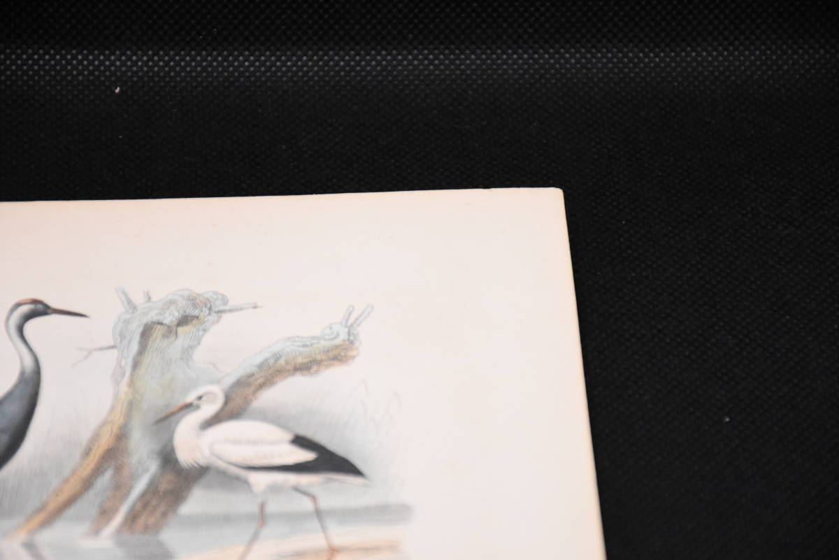フランスアンティーク 博物画『鳥類49』 多色刷り石版画_画像4