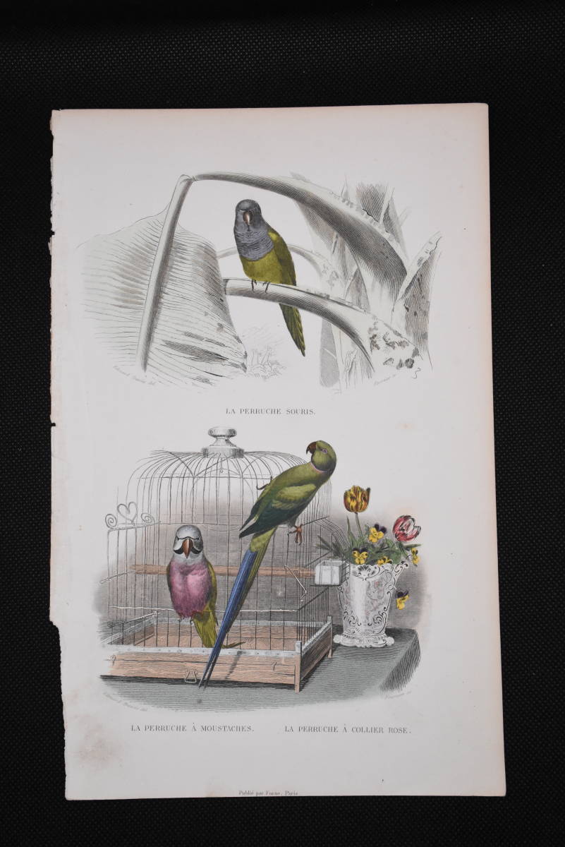 フランスアンティーク 博物画 『鳥類７　インコ　オウム　パンジー　チューリップ』 多色刷り石版画_画像2