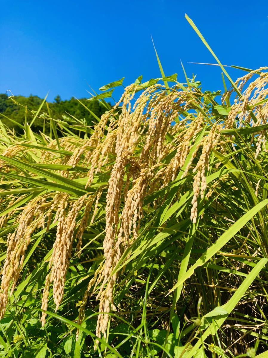 令和3年産【丹波産】コシヒカリ 玄米 -特別栽培米- “星ひかり” 900g_画像2