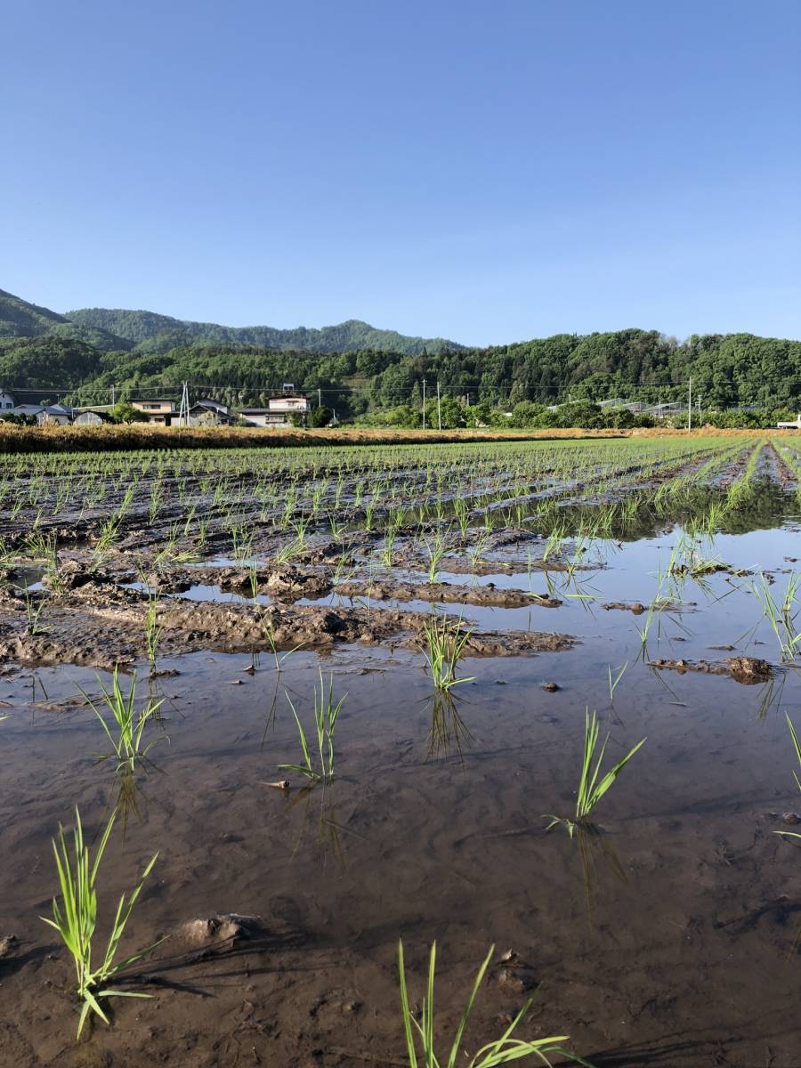 米　新米　山形県産　はえぬき　雪若丸　つや姫！_画像2