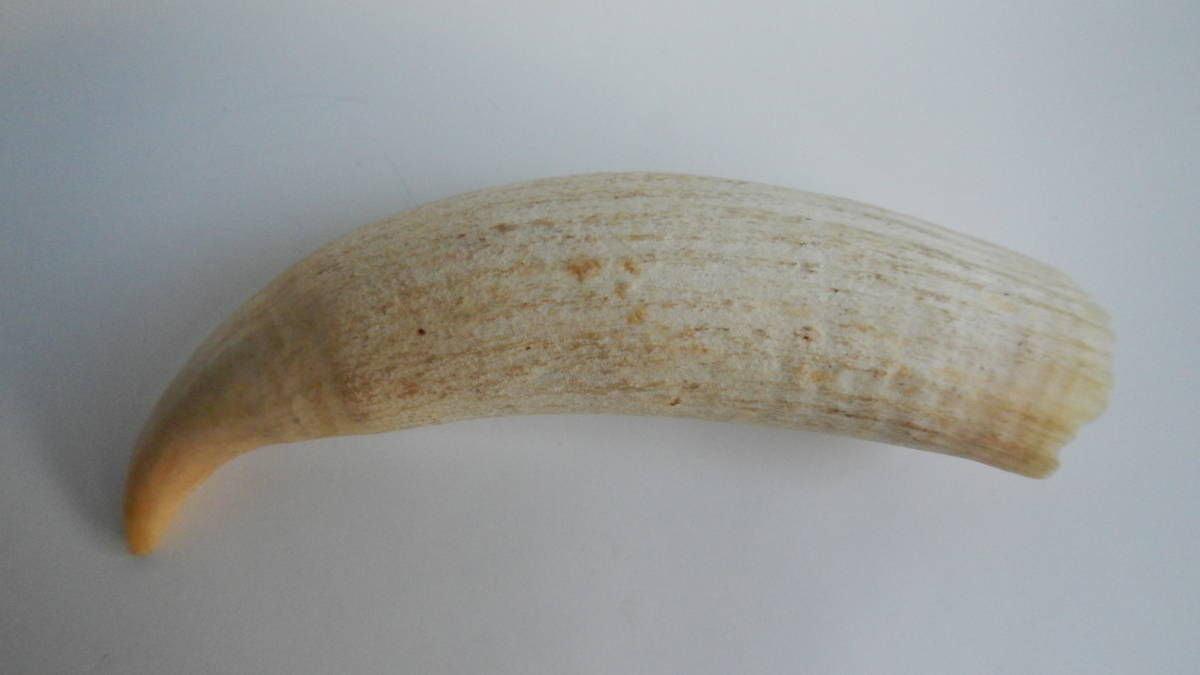 ◇クジラ 歯 約145g 鯨の歯 くじら 牙 骨 根付 や 彫刻 ・ 印鑑 材料