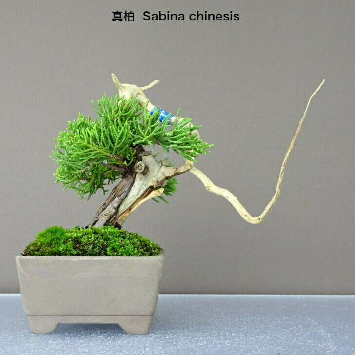 真柏 Juniperus chinensis シンパク 小品 ミニ盆栽 現品 ”ジン
