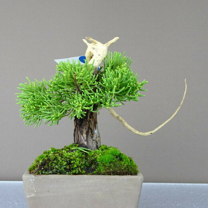 最初の シンパク chinensis Juniperus 真柏 小品 常緑樹 (ヒノキ科) ”ジン” 現品 ミニ盆栽 - 松 - hlt.no