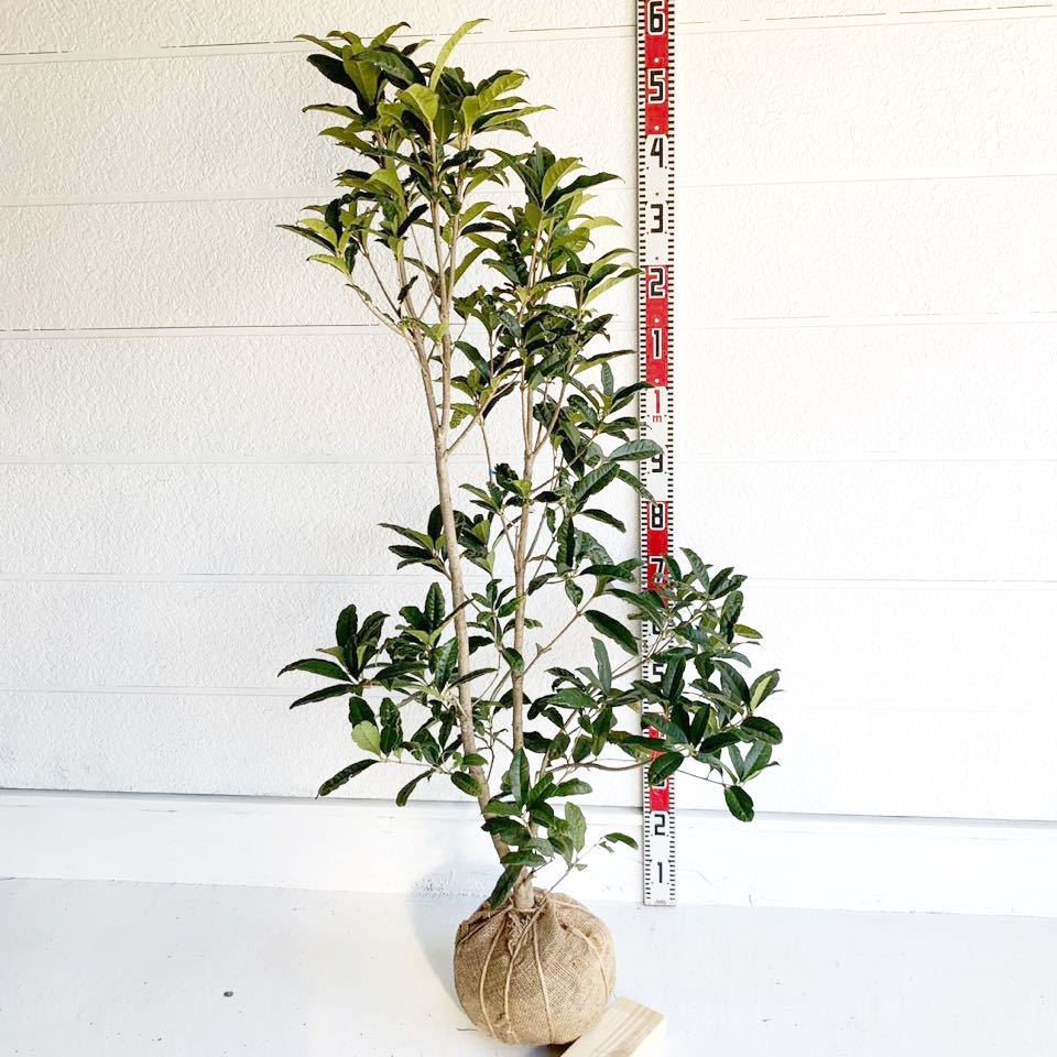 紅花キンモクセイ フレグランスレッド 約 150cm シンボルツリー 生垣 目隠し 庭木 常緑樹 植木 庭木 売買されたオークション情報 Yahooの商品情報をアーカイブ公開 オークファン Aucfan Com 紅花キンモクセイ フレグランスレッド 約 150cm シンボルツリー 生垣 目隠し 庭木 常緑樹 植木 庭木 売買されたオークション情報 Yahooの商品情報をアーカイブ公開 オークファン Aucfan Com