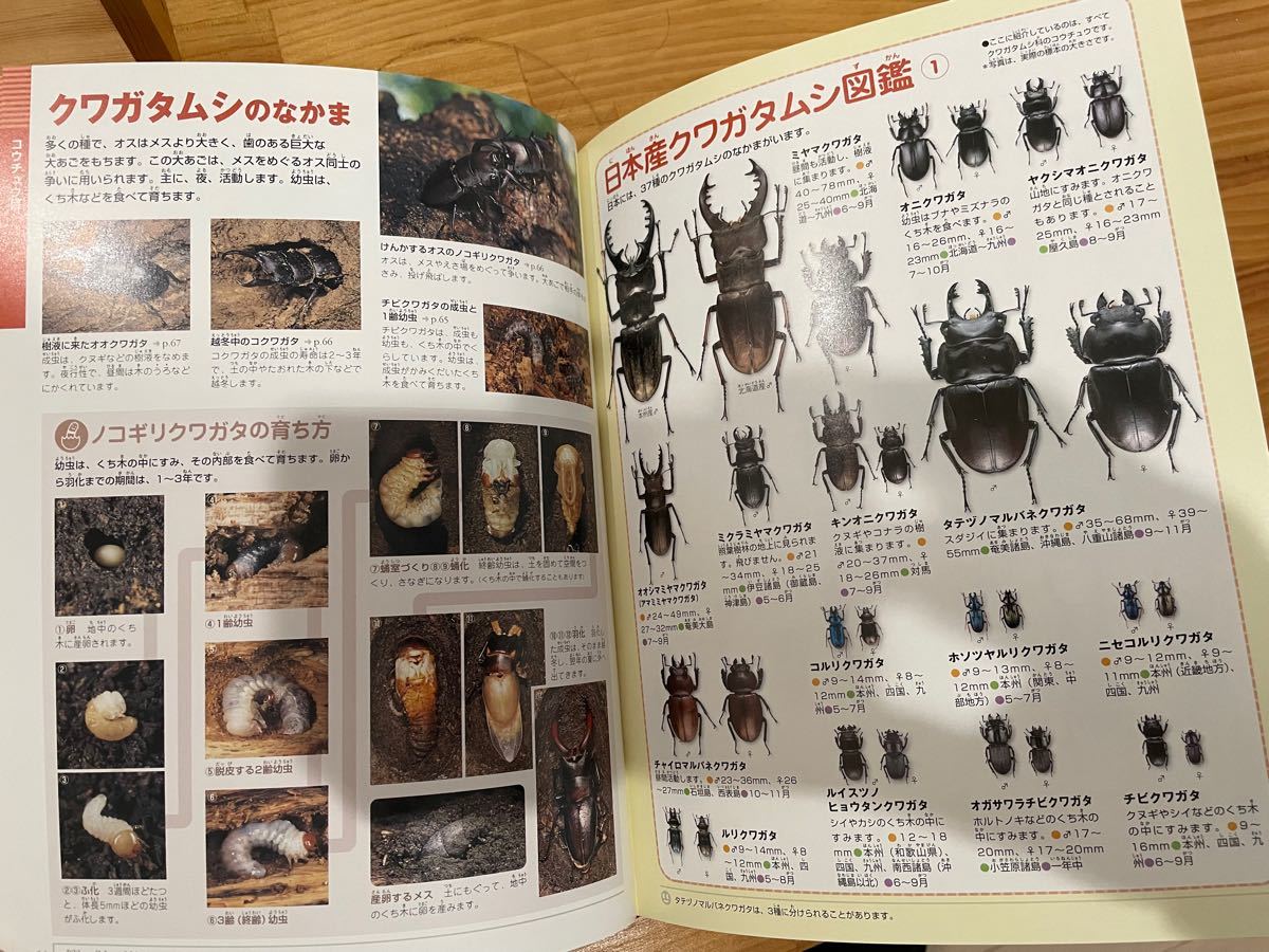 小学館の図鑑NEO昆虫