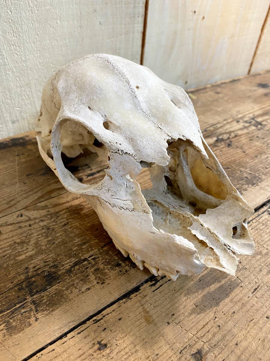 シカの頭蓋骨 オブジェ / 頭蓋骨 頭骨 シカ 鹿 骨格標本 置物 