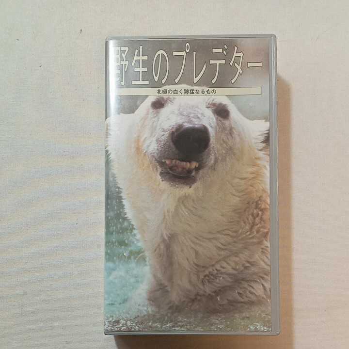 zaa-zvd17♪野生のプレデター　北極の白く禽猛なるもの 日本語吹替版　[VHS]ビデオ　52分