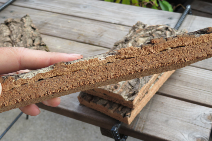 1個　特殊コルク　10×20ｃｍ（厚約15-20ｍｍ）洋蘭　原種　チランジア　エアープランツ　熱帯植物　ラン　コルク　樹皮　_２層構造