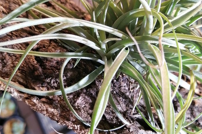10個　ミニ コルク　8×10ｃｍ（厚約17-20ｍｍ）洋蘭　原種　チランジア　エアープランツ　熱帯植物　ラン　コルク　樹皮_着生例