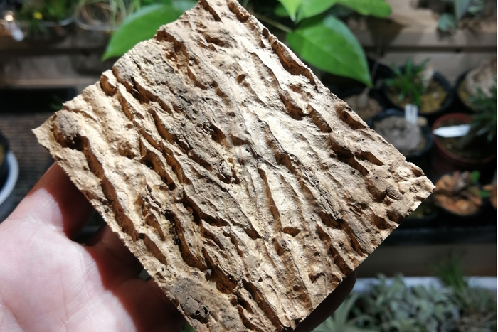 10個　ミニ コルク　8×10ｃｍ（厚約17-20ｍｍ）洋蘭　原種　チランジア　エアープランツ　熱帯植物　ラン　コルク　樹皮_裏面