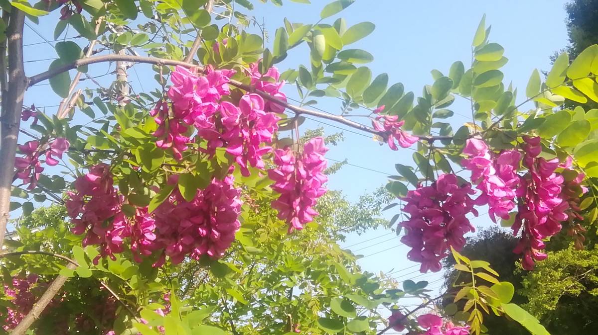 高評価 超稀少 赤花アカシア 赤紫花 ハリエンジュ 苗木 花木 1年苗 掘取り苗 植木 庭木 Hlt No 高評価 超稀少 赤花アカシア 赤紫花 ハリエンジュ 苗木 花木 1年苗 掘取り苗 植木 庭木 Hlt No