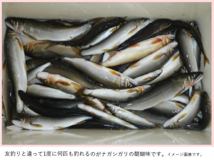 鮎釣り仕掛け 鮎の数釣り仕掛け ナガシガリ仕掛け(待ちガリ 鮎釣り仕掛け 鮎の数釣り仕掛け ナガシガリ仕掛け(待ちガリ