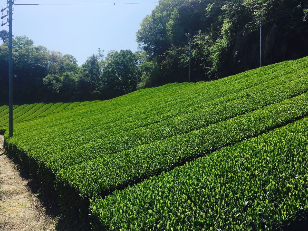 奈良県産　大和茶　緑茶ティーバッグ　ほうじ茶ティーバッグ　セット　中尾農園