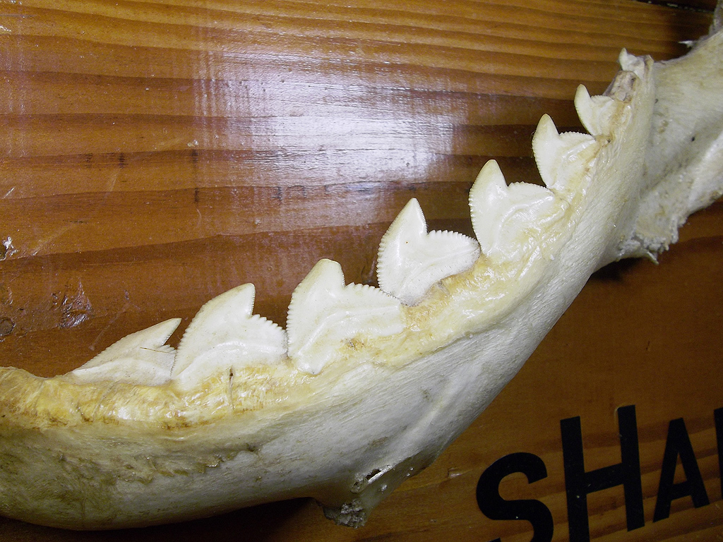 イタチザメ 顎骨 骨格標本 歯 鮫 シャーク ジョーズ 額装 壁飾り