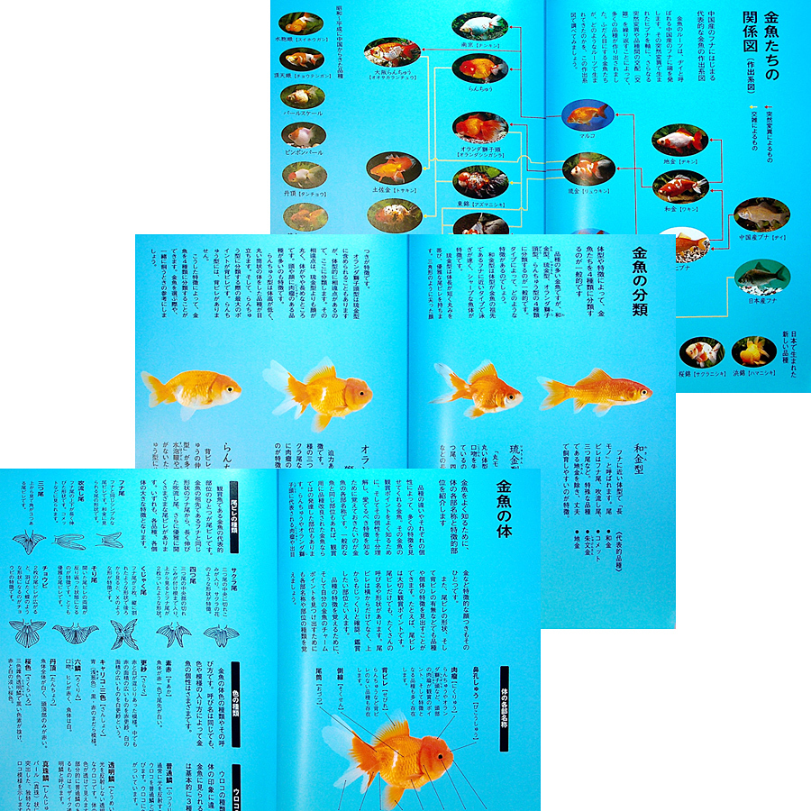 * superior article immediate payment * goldfish. long, comfortably .. therefore. book@l breeding guide goods kind illustrated reference book classification .. person .. person sick . breeding fishbowl aquarium .... pot box for shipping seafood #