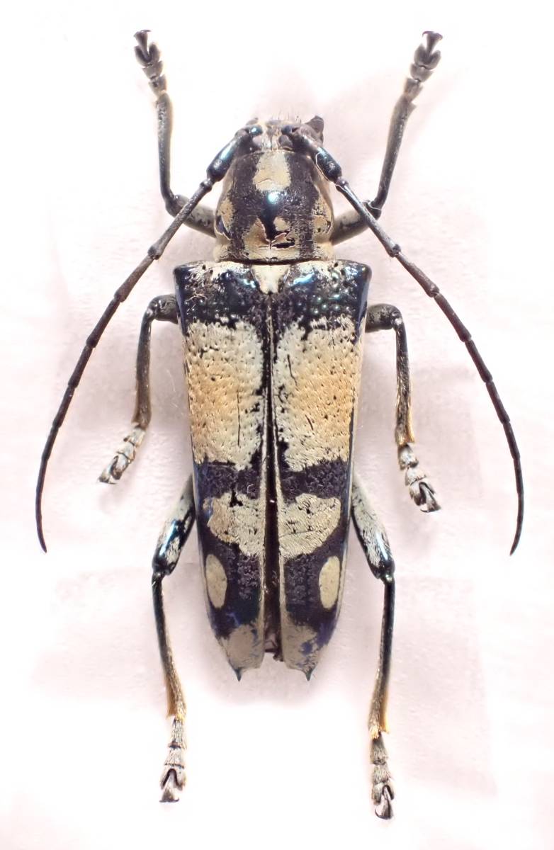 美麗種 Glenea sarasinorum♀ スラウェシ島550 外国産 外国産甲虫 甲虫標本 昆虫 甲虫 虫 カミキリ カミキリムシ 標本