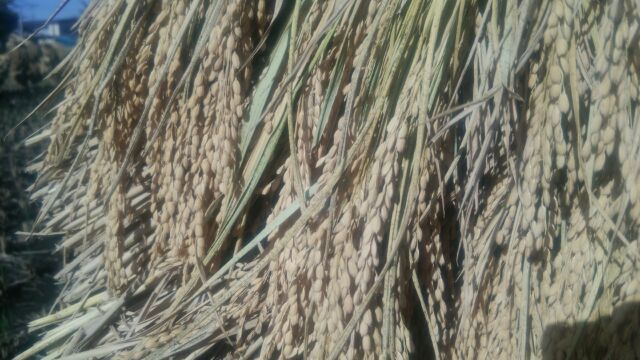 農家直送☆新米☆自然乾燥米 秋田県産あきたこまち 白米３kg_立派な稲に実りました！