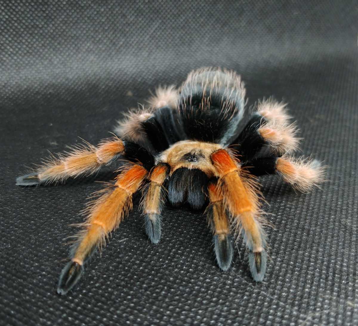 【メキシカンファイアーレッグ ♀確定個体】Brachypelma boehmei タランチュラ 奇蟲 蜘蛛 スパイダー ムカデ サソリ ヤスデ ゴキブリ 2