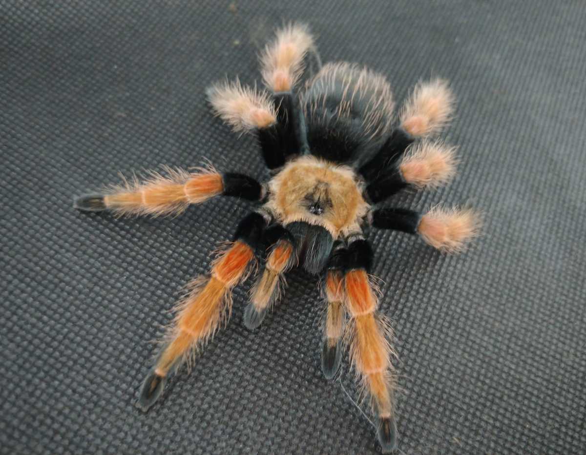【メキシカンファイアーレッグ ♀確定個体】Brachypelma boehmei タランチュラ 奇蟲 蜘蛛 スパイダー ムカデ サソリ ヤスデ ゴキブリ