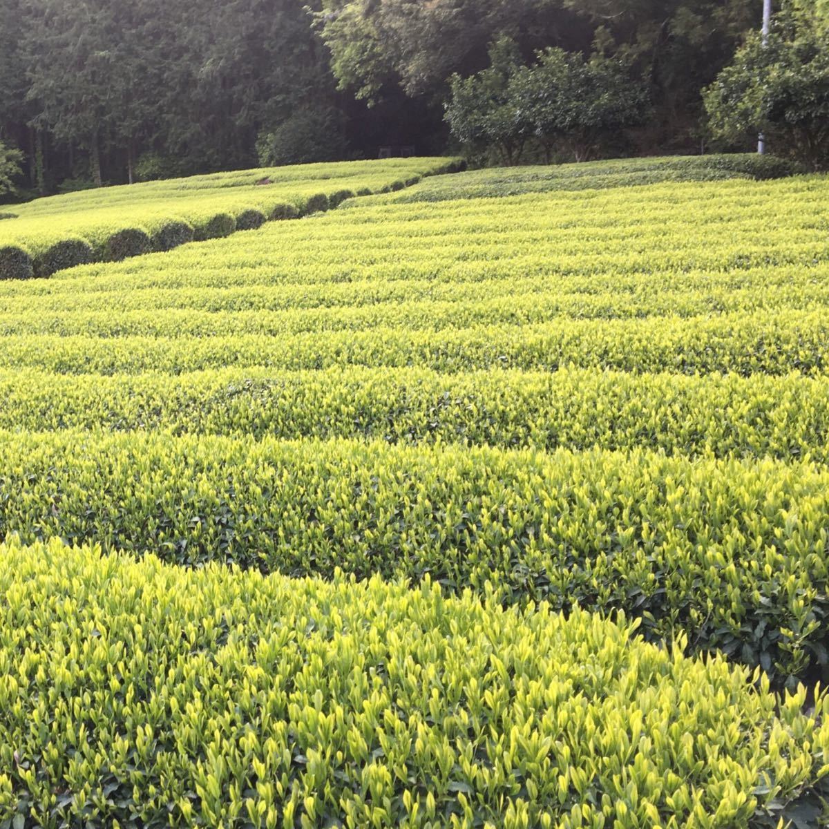 静岡　川根茶　手摘み特上茶、上煎茶　農家直売