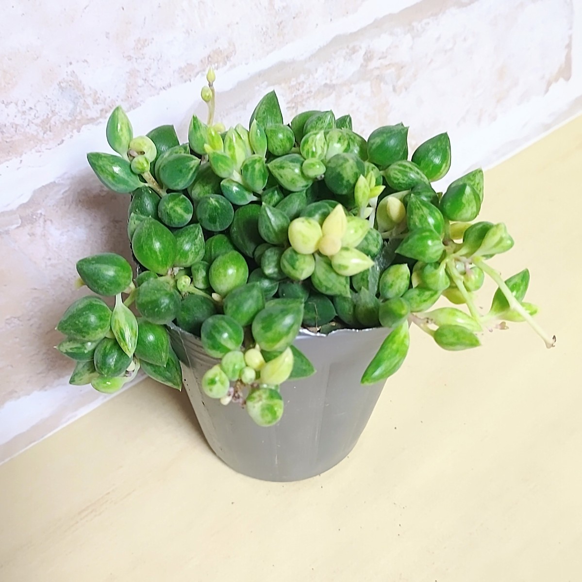 抜き苗】エンジェルティアーズ錦 多肉植物 セネシオ 紅葉 抜き苗】エンジェルティアーズ錦 多肉植物 セネシオ 紅葉