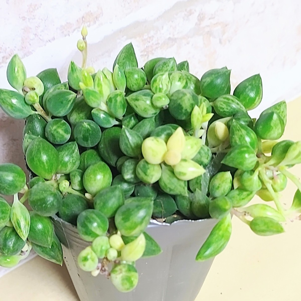 抜き苗】エンジェルティアーズ錦 多肉植物 セネシオ 紅葉 抜き苗】エンジェルティアーズ錦 多肉植物 セネシオ 紅葉
