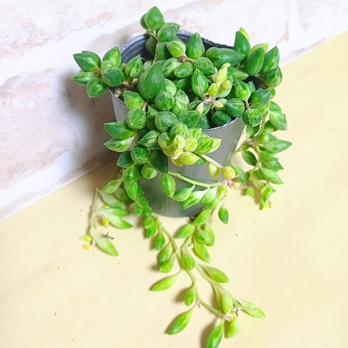 抜き苗】エンジェルティアーズ錦 多肉植物 セネシオ 紅葉 抜き苗】エンジェルティアーズ錦 多肉植物 セネシオ 紅葉
