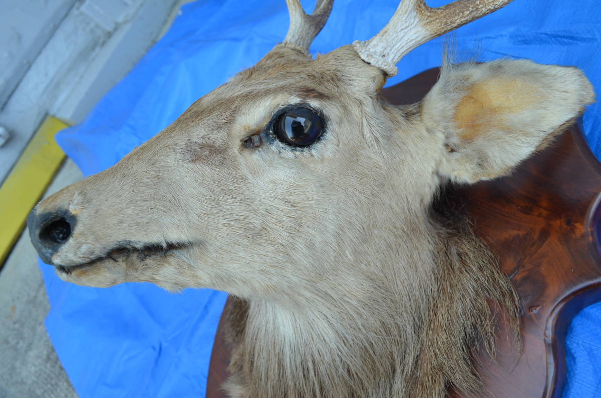 鹿の剥製 はく製 ハンティングトロフィー 鹿角 インテリア 洋館