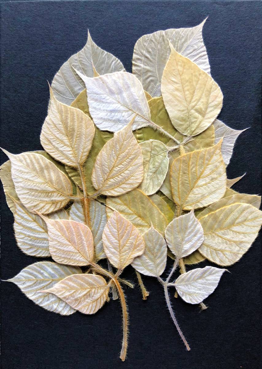  pressed flower pressed flower material ... leaf . white 10ps.@H-08 pressed flower art material for flower arrangement leaf 