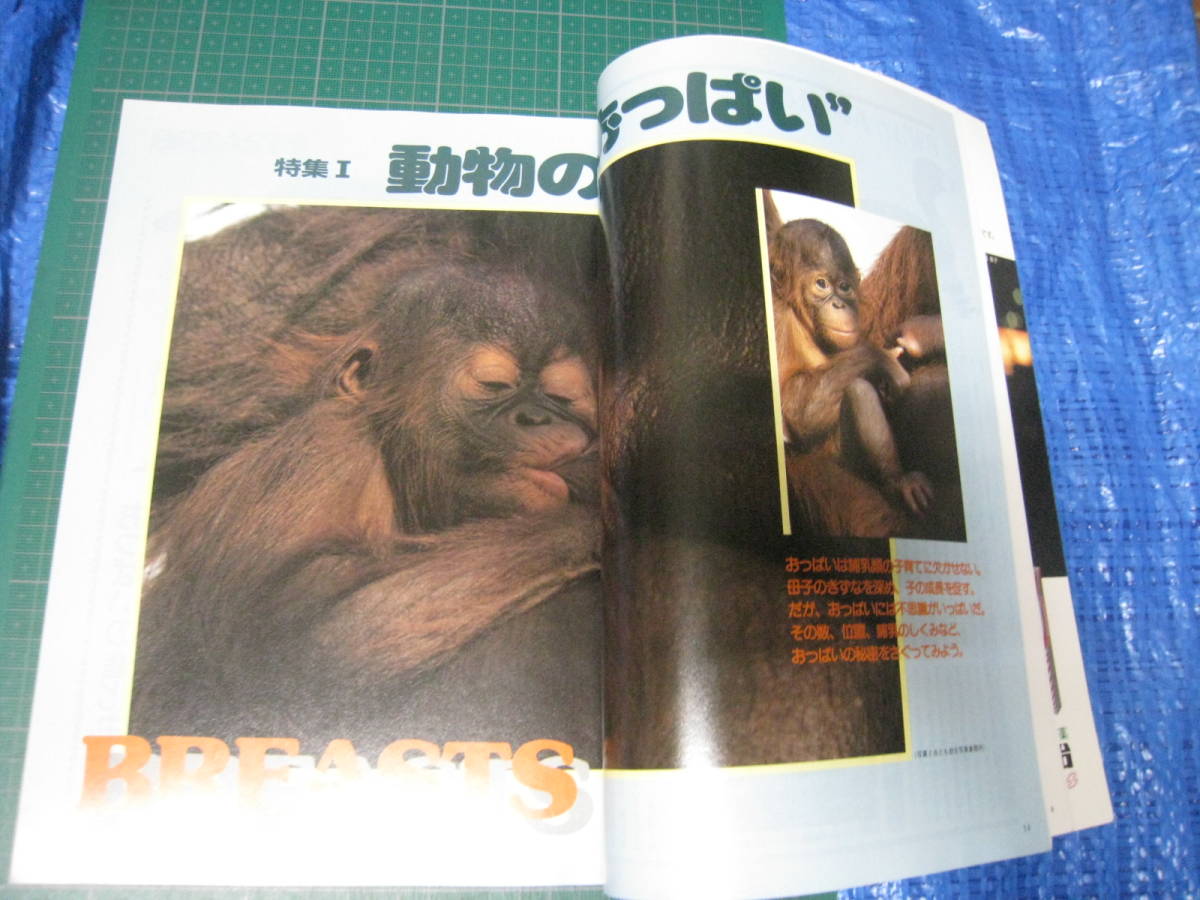アニマ　1988年3月号　特集：動物のおっぱい　釧路湿原　平凡社_画像7
