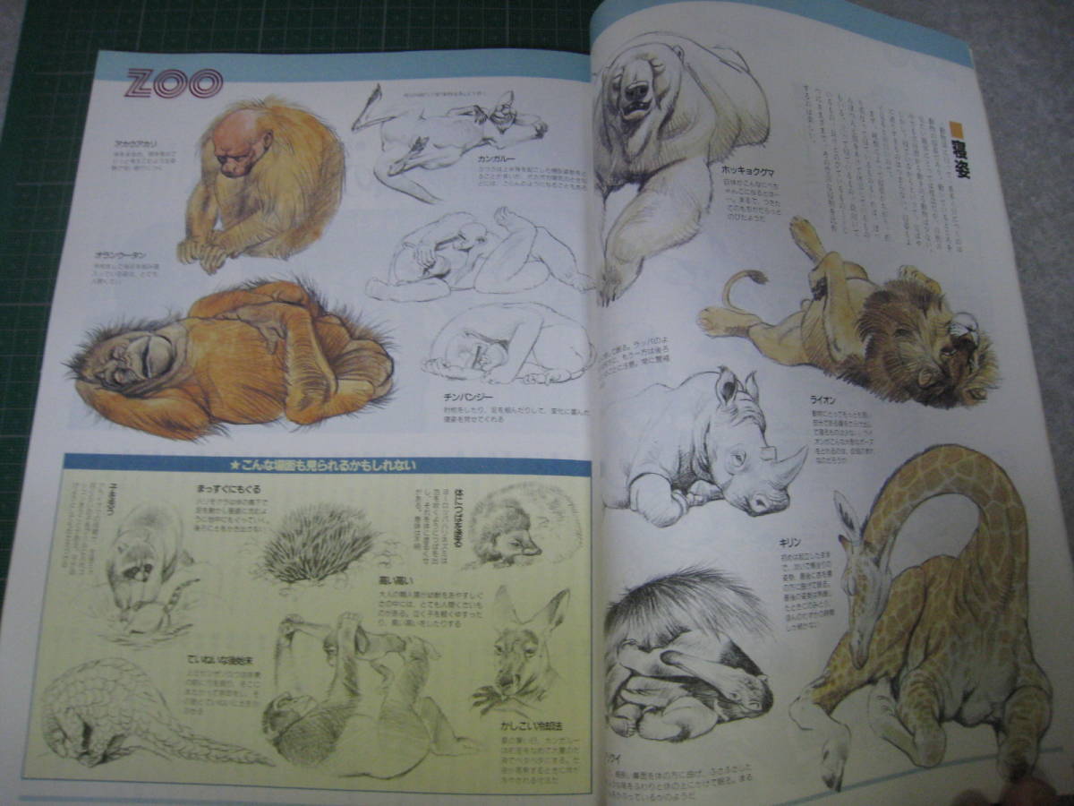 アニマ　1985年4月号　特集：動物園の発見　平凡社_画像7