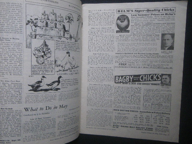 1932年 アメリカ 家禽・養鶏場 雑誌 洋書 Poultry Tribune magazine 白色レグホン 表紙 White Leghorn ニワトリ・卵 農業_画像2