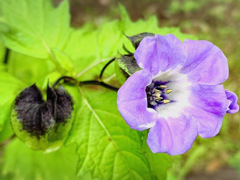 黒ほおずき ニカンドラ の種