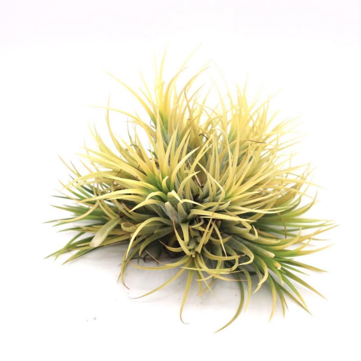 61 ティランジア ゴールデン イオナンタ Tillandsia チランジア Lサイズ エアープランツ 