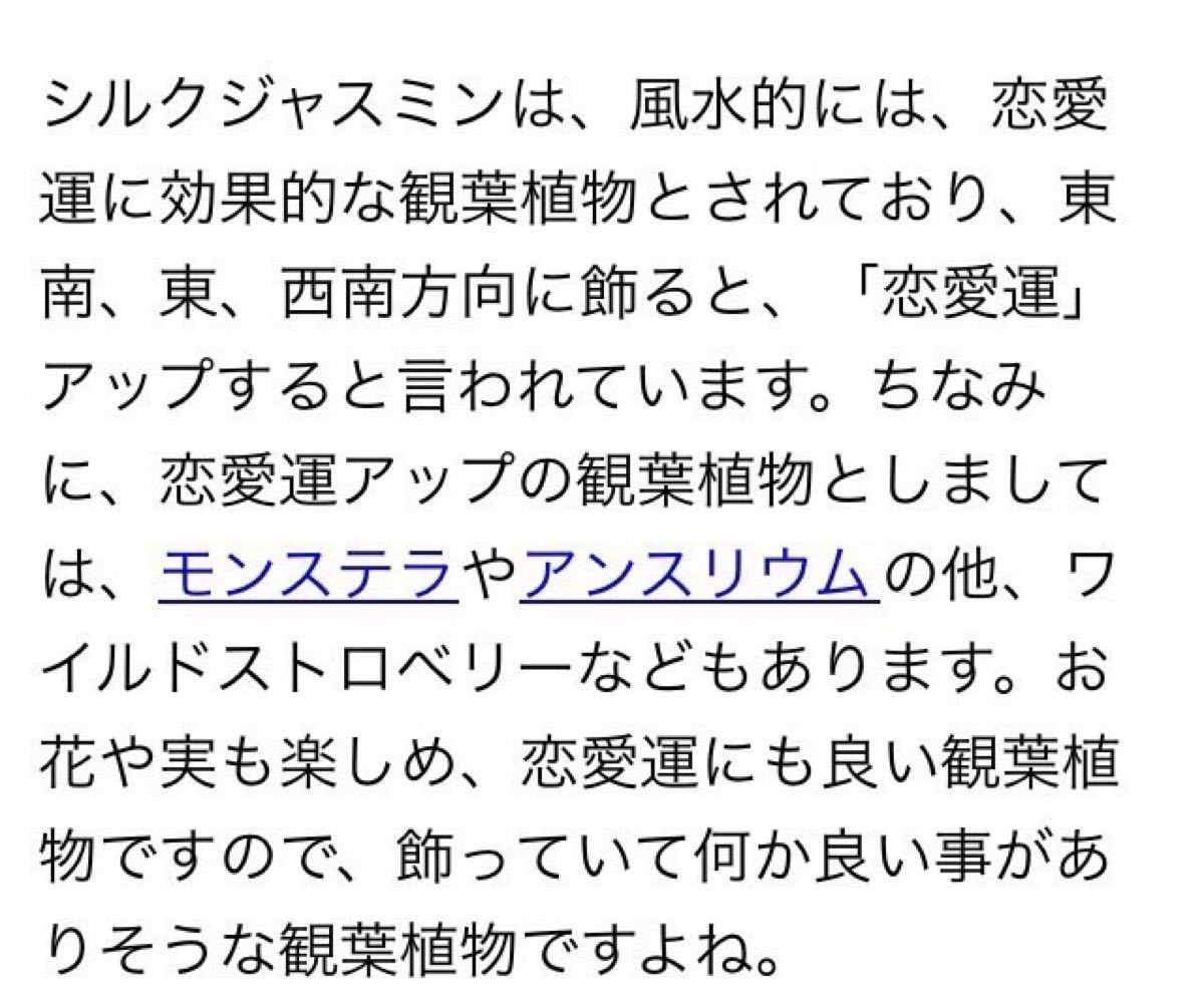 【B】恋愛運UP(*^^*) シルクジャスミン　しっかり幹の大きめ苗　抜き苗